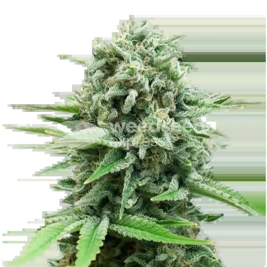 CBD White Widow Seeds