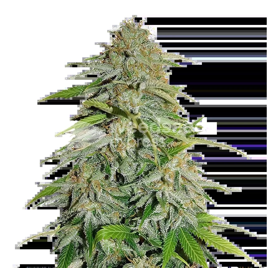CBD Zenergy Seeds