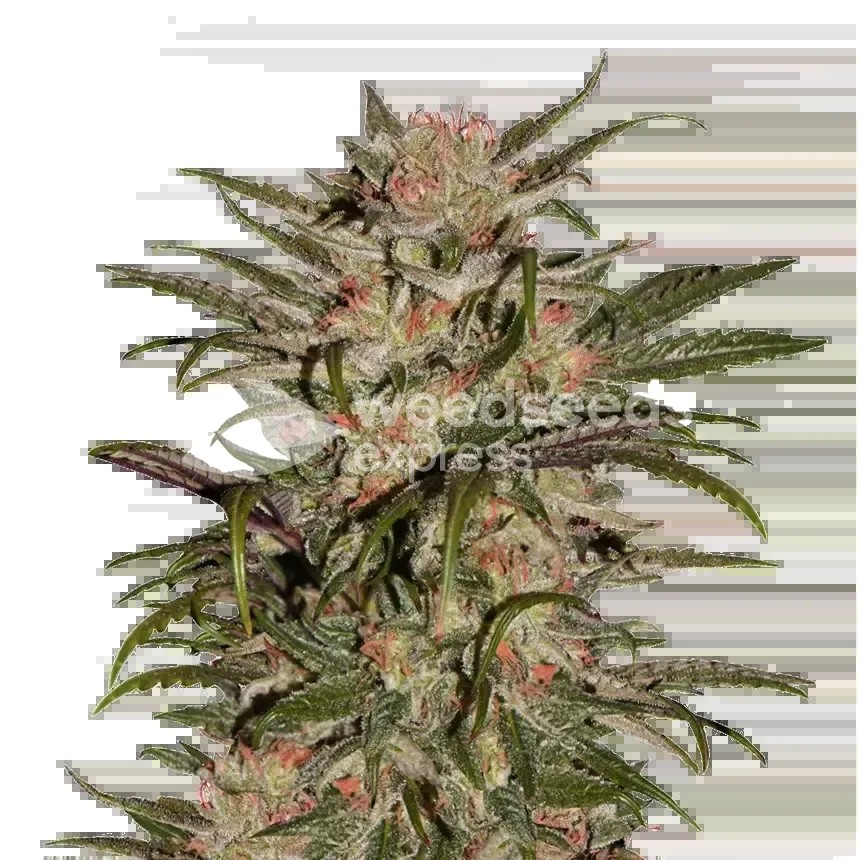 CBD Zkittlez Seeds