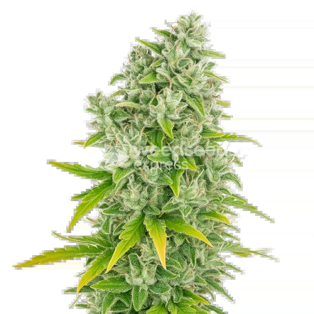 CBG Citrus Nectar Auto Seeds