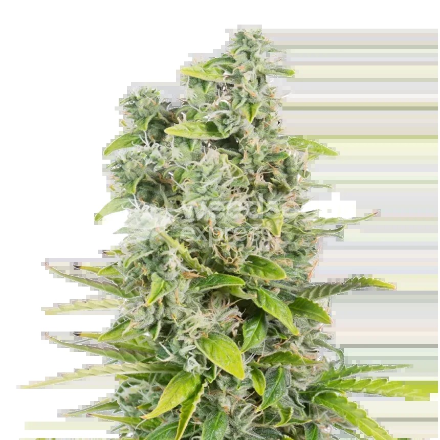 CBG Citrus Nectar Seeds