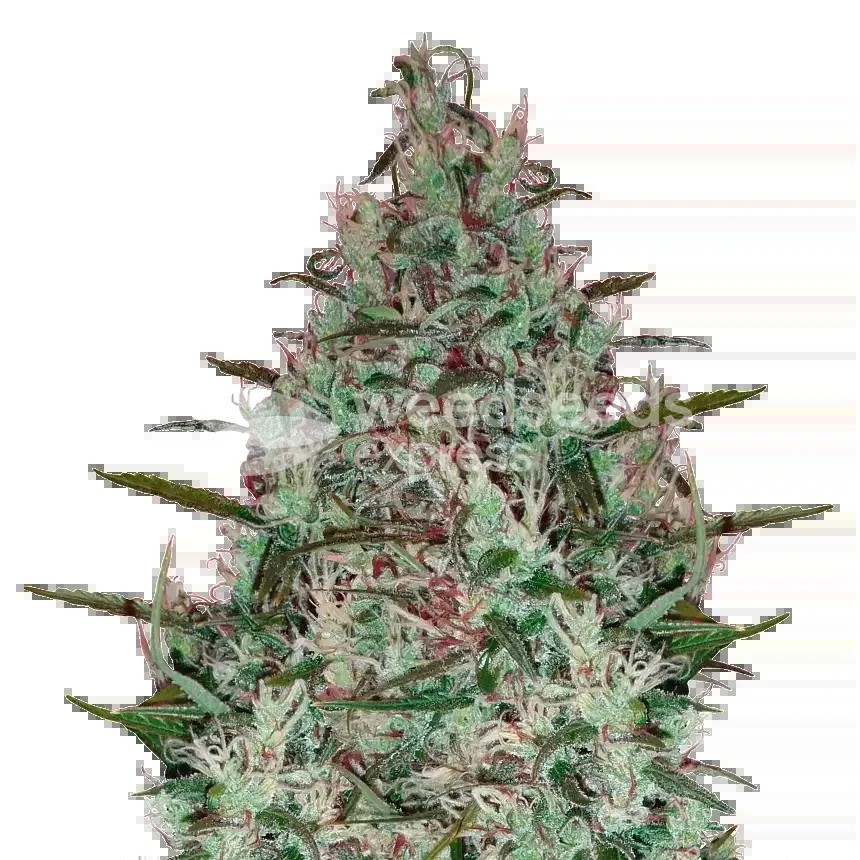 Canadian Haze Seeds