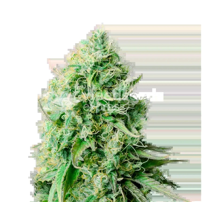Cannatonic Seeds