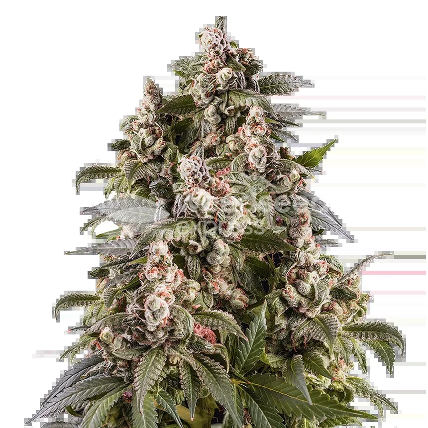 Cap Junky Seeds