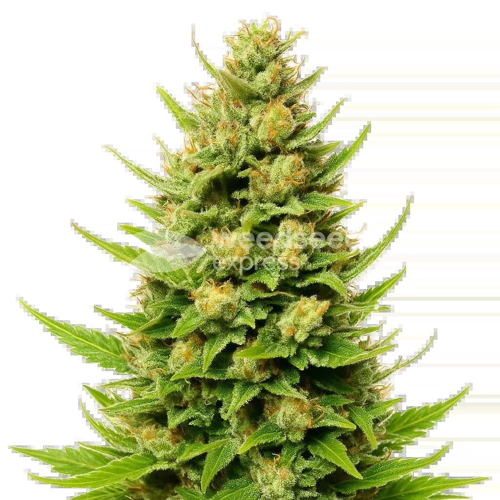 Cheese Auto Seeds
