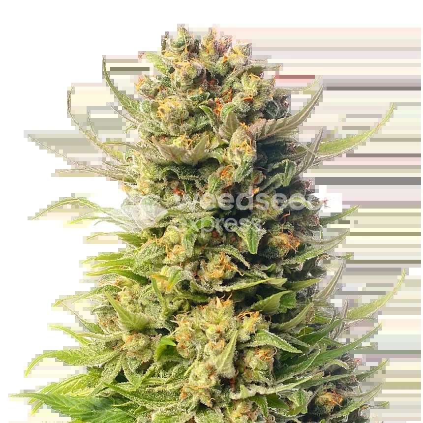 Cheese Seeds
