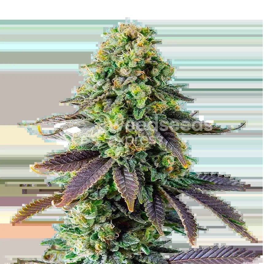 Chemdawg Seeds