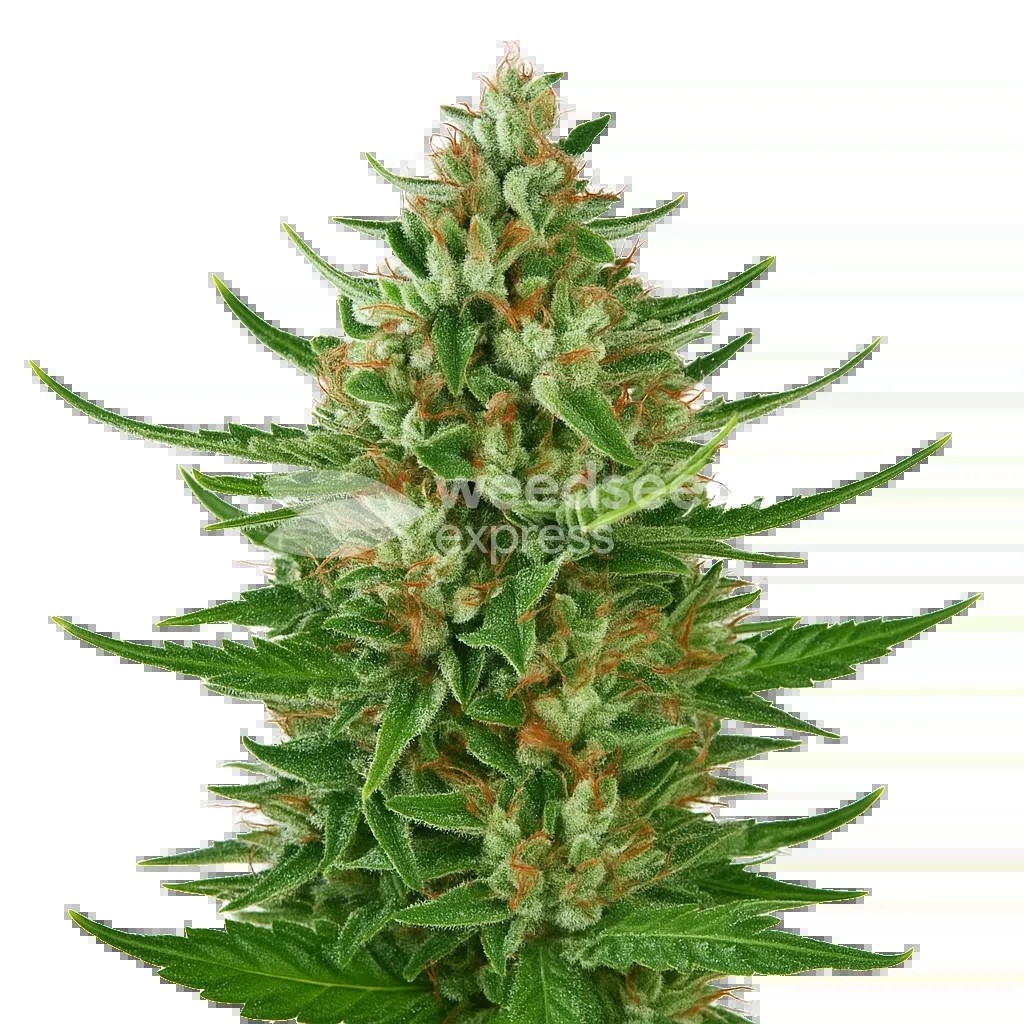 Cherry AK Auto Seeds