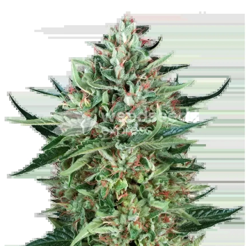 Cherry AK Seeds