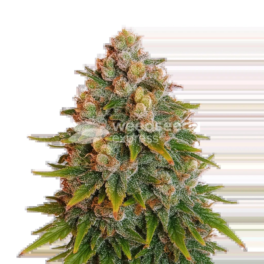Cherry Pie Auto Seeds