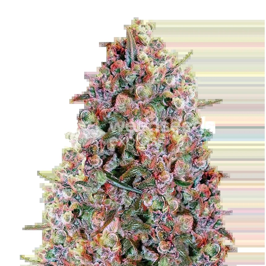 Cherry Pie Seeds
