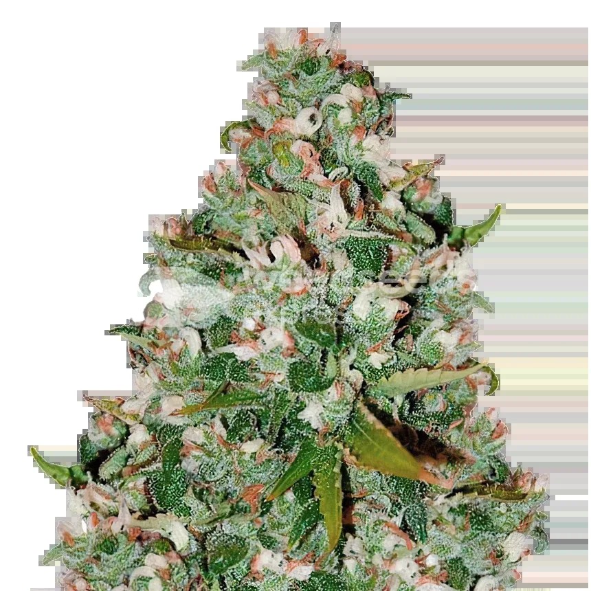 Chocolate Thai Seeds