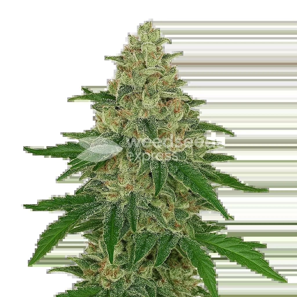 Chocolope Auto Seeds