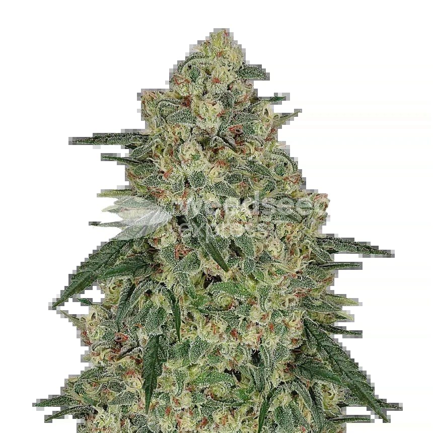 Chocolope Seeds