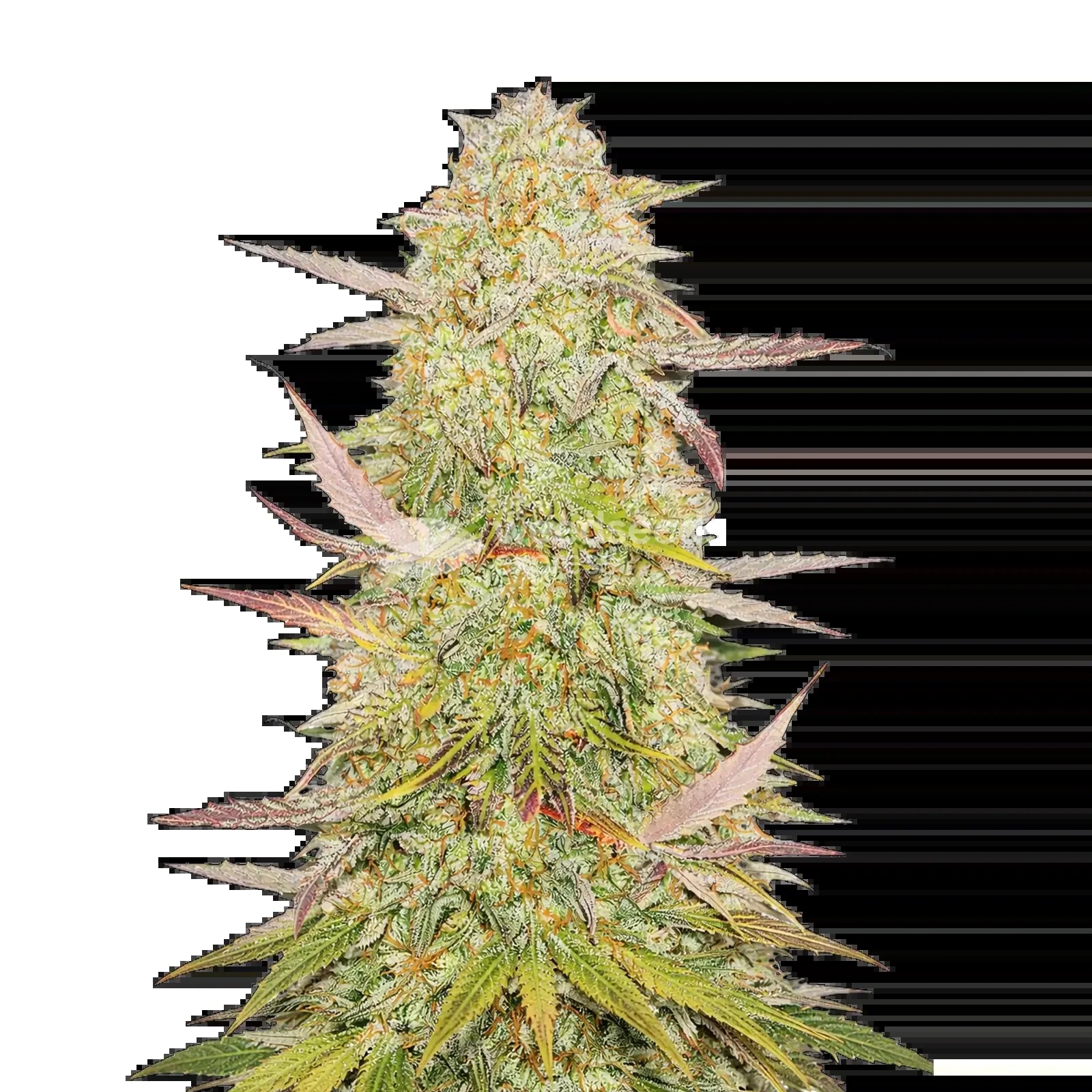 Chronic Seeds