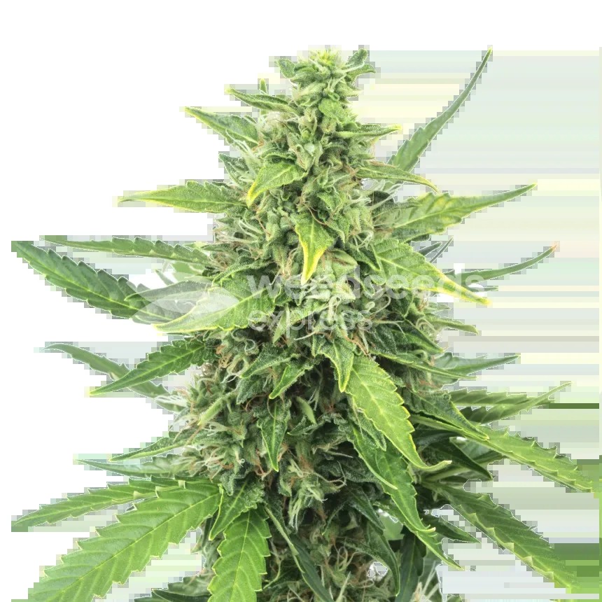 Cinderella 99 Seeds