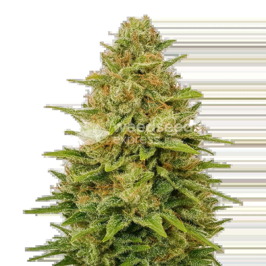 Colombian Gold Auto Seeds