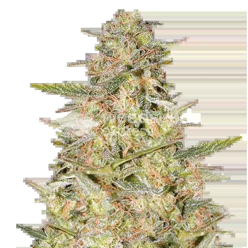 Colombian Gold Seeds