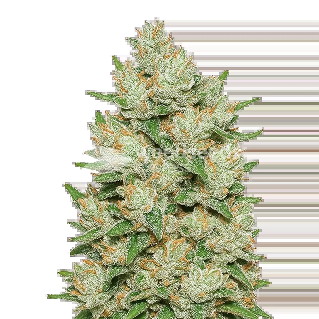 Cookies and Cream Auto Seeds