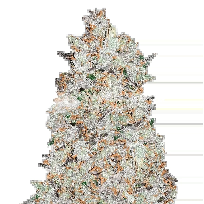 Cookies and Cream Seeds