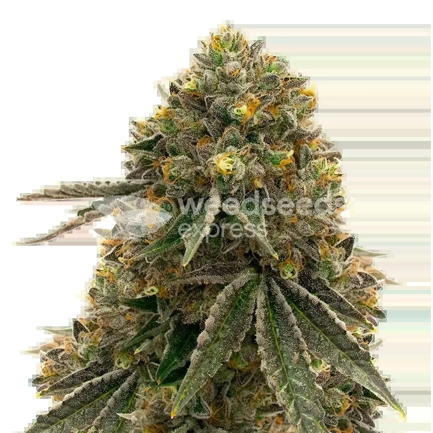 Critical 47 Seeds
