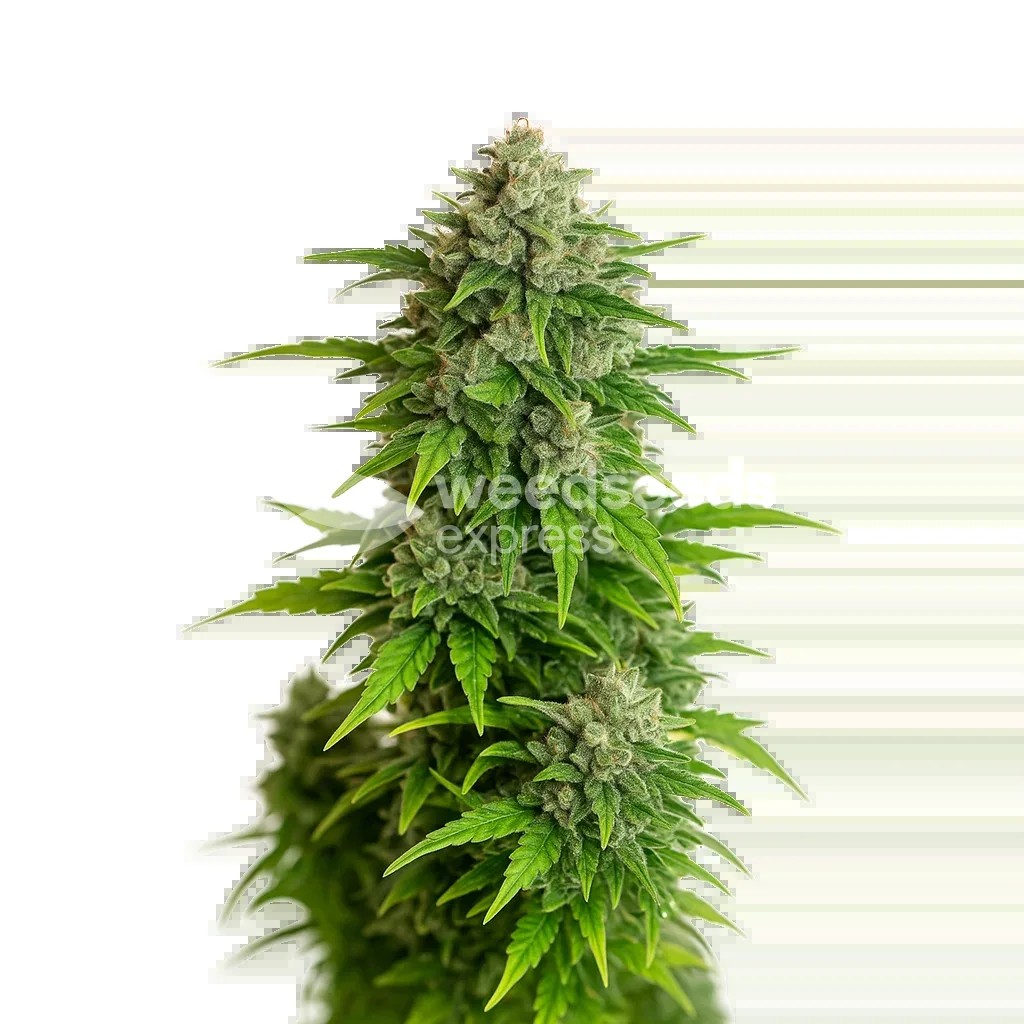 Critical Auto Seeds
