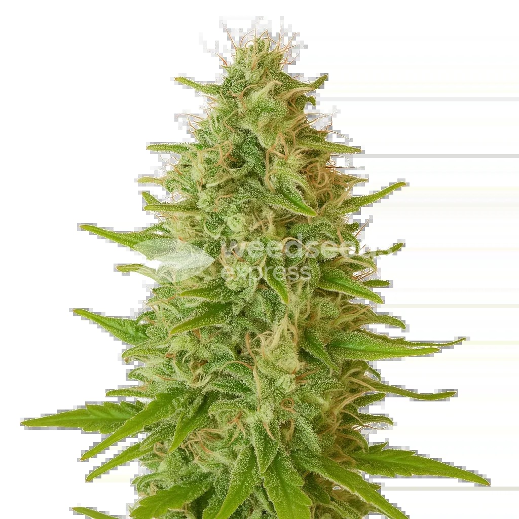 Critical Jack Auto Seeds