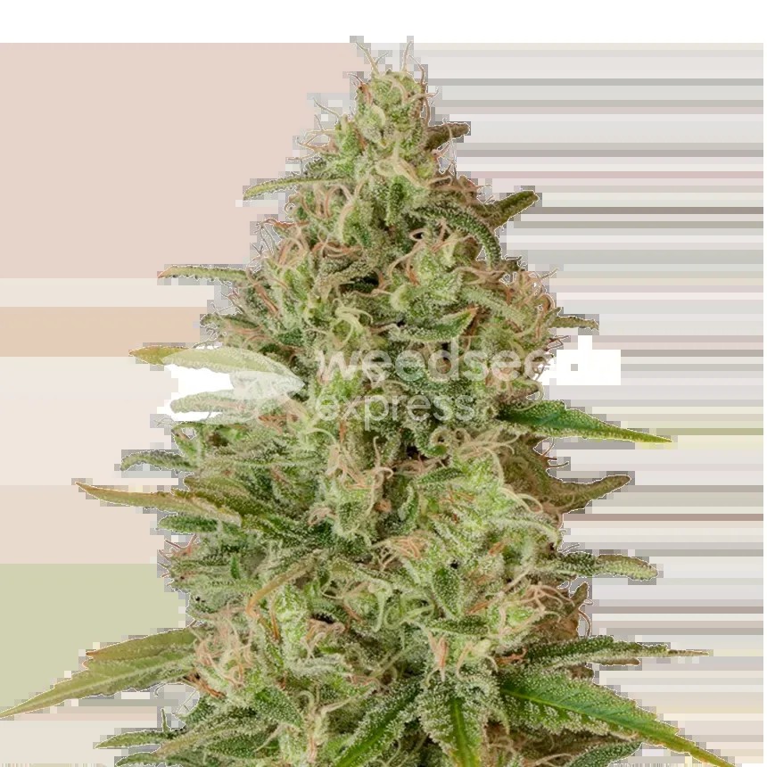 Critical Jack Seeds