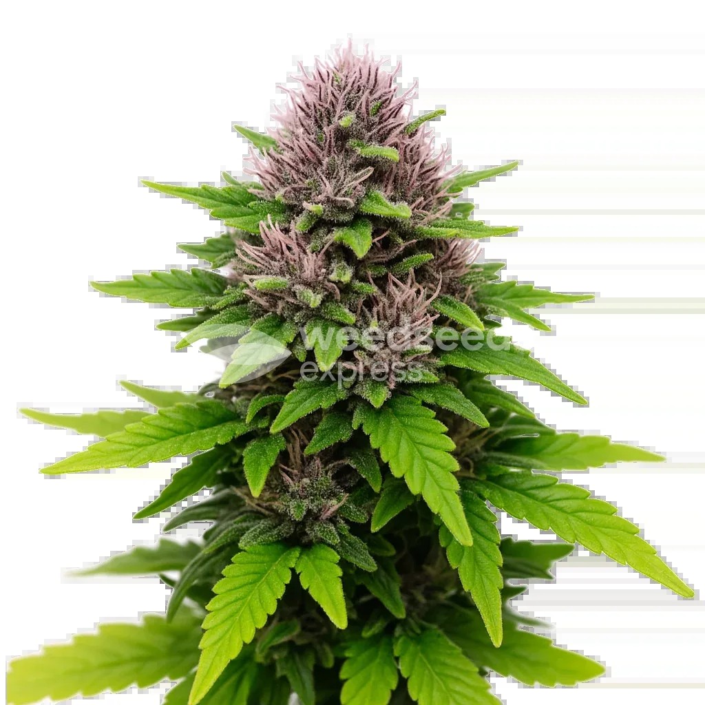Critical Purple Auto Seeds