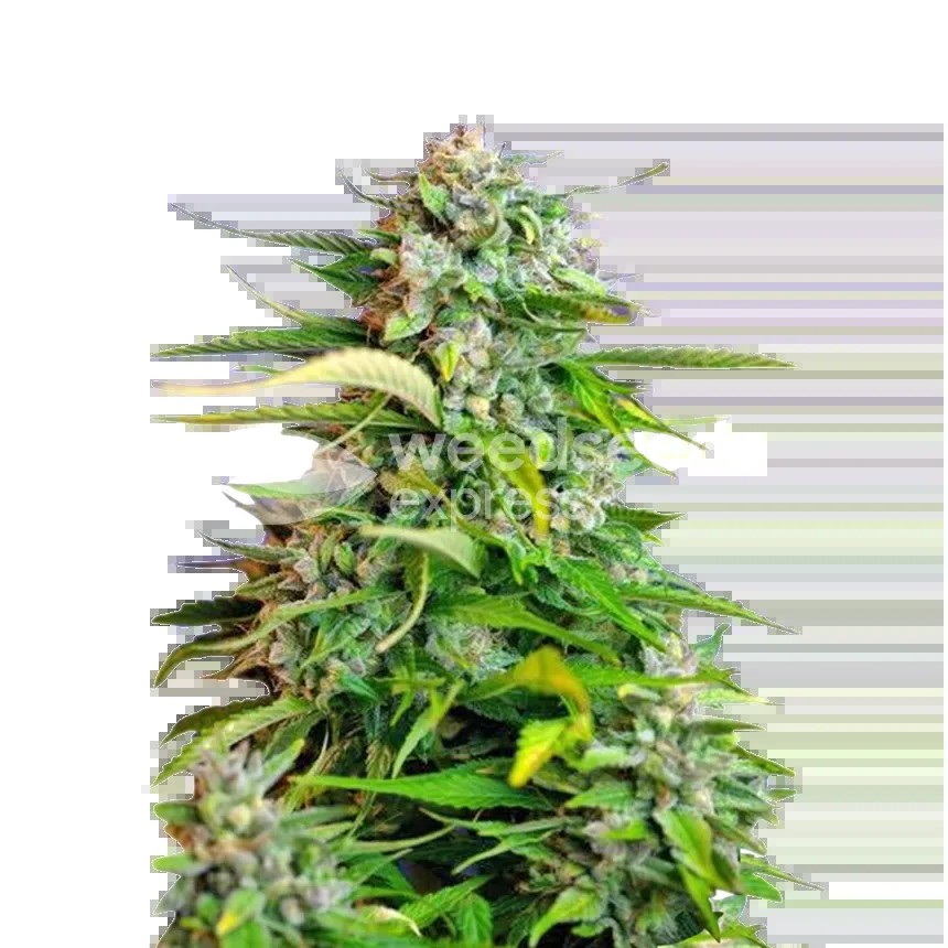 Critical Seeds