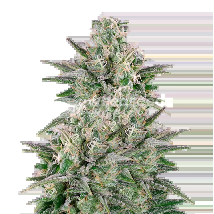 Critical White Seeds