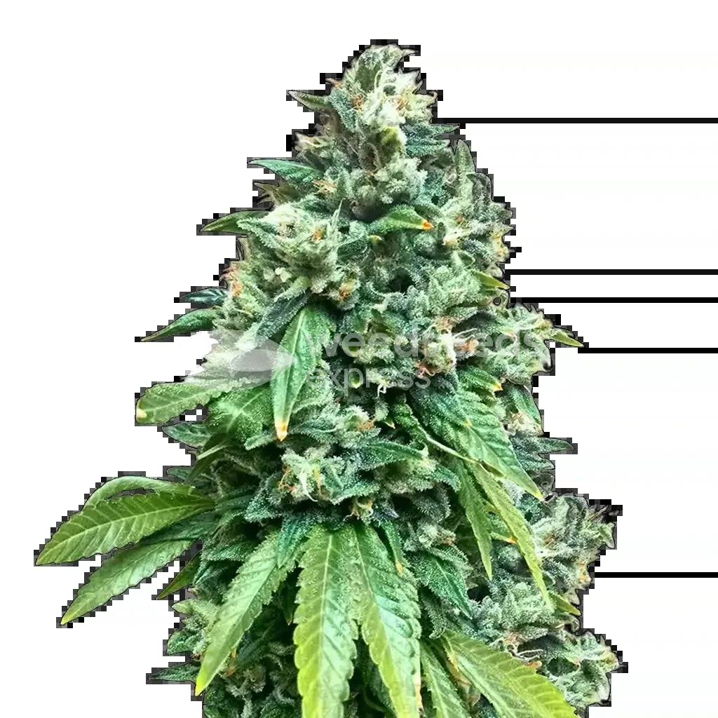 Crunch Berries Seeds