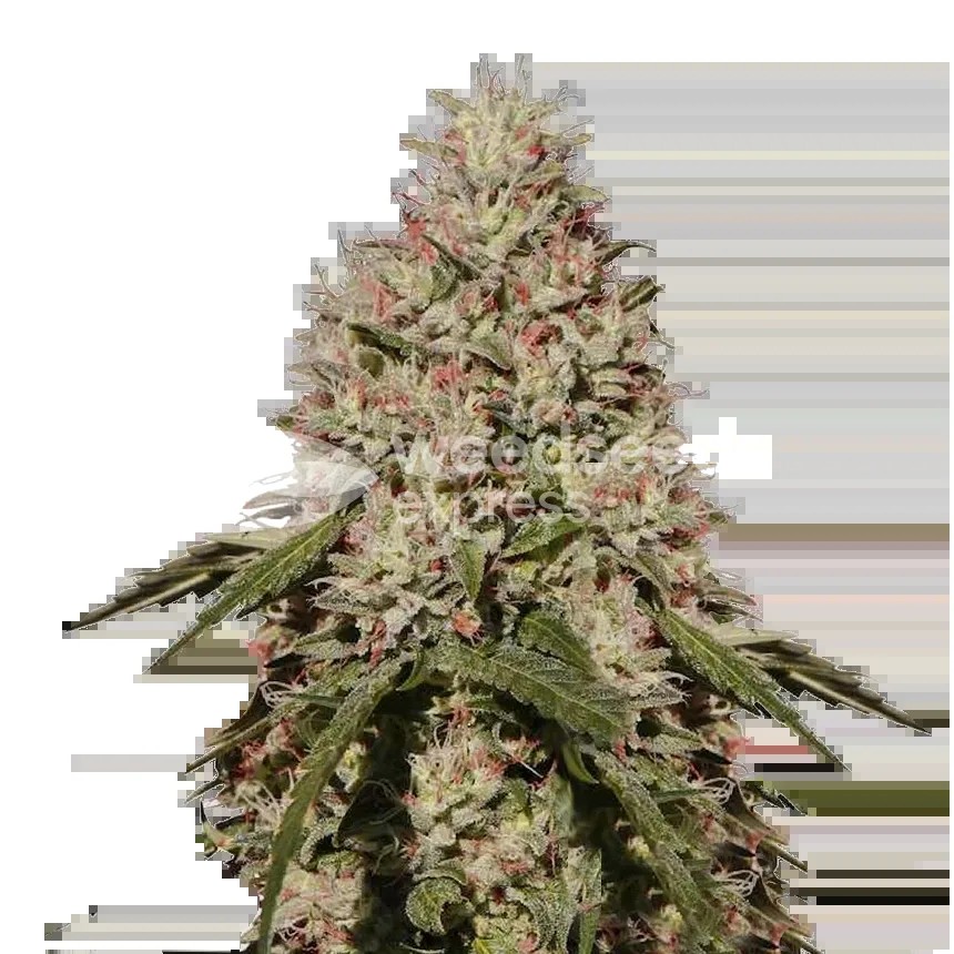 Death Star Seeds