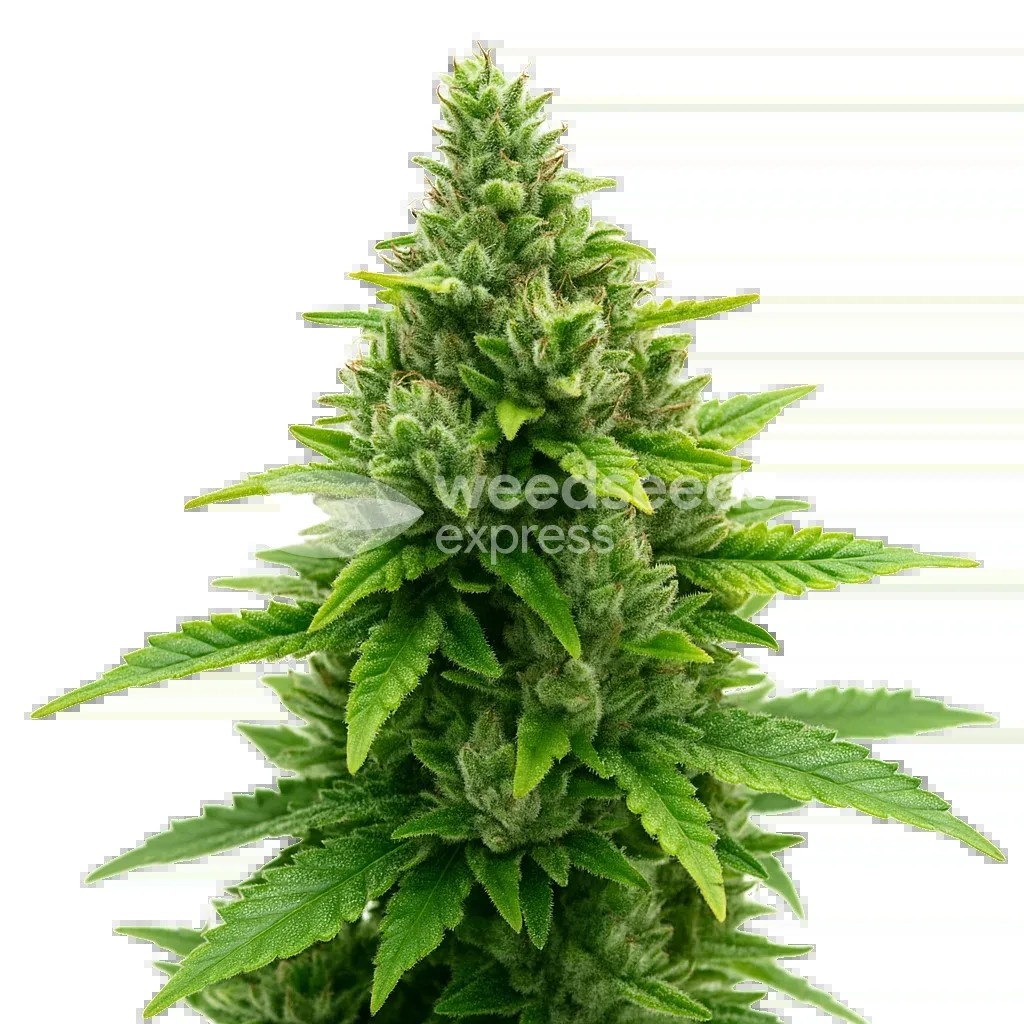 Diesel Auto Seeds