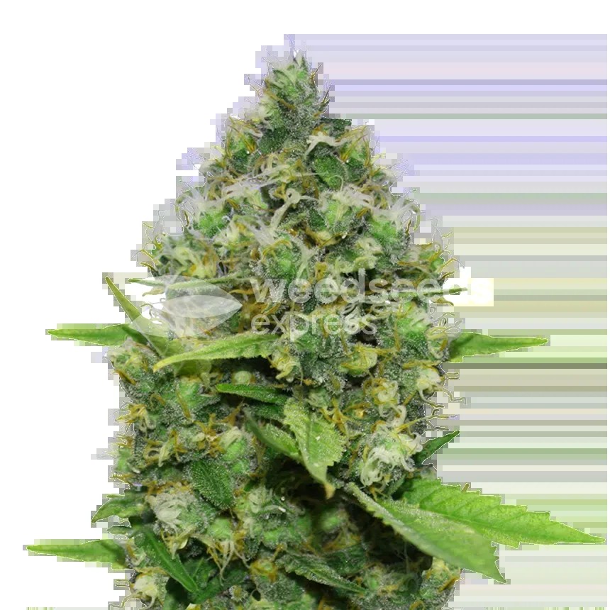 Diesel CBD Seeds