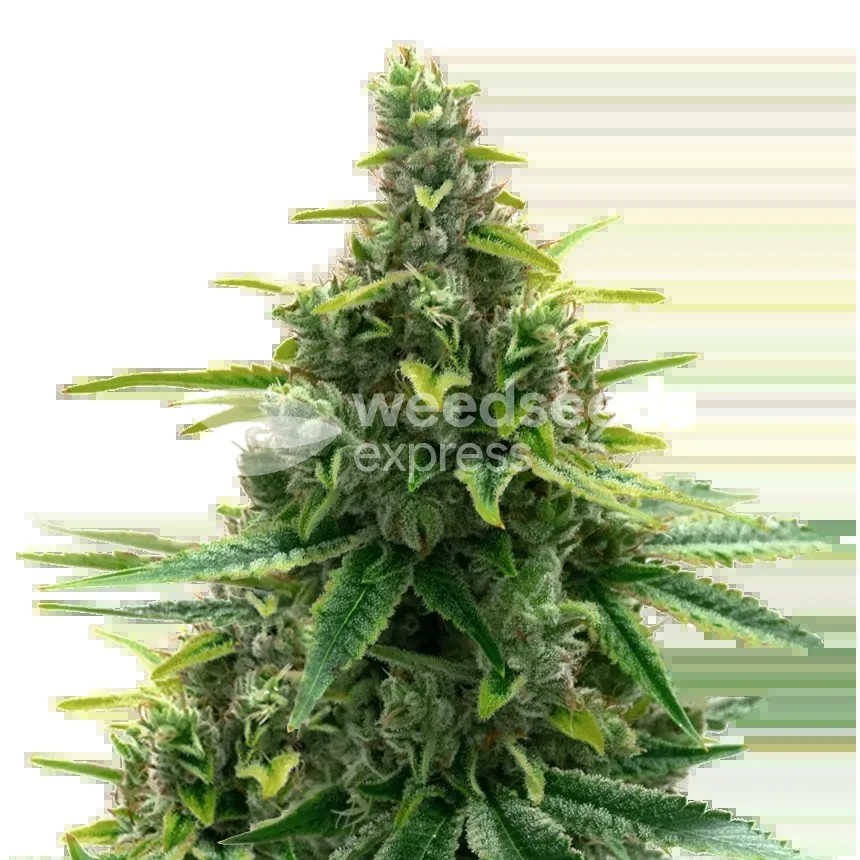 Diesel Seeds