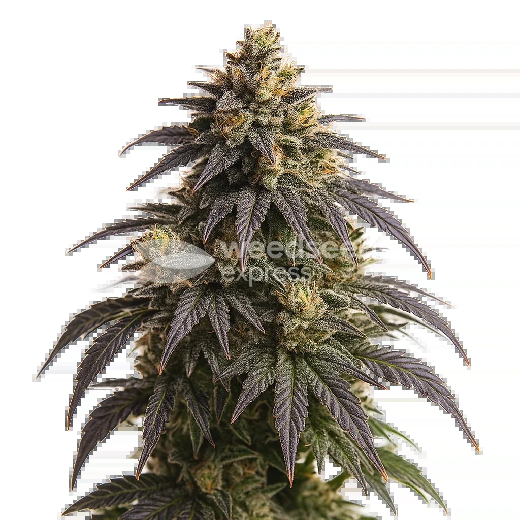 Do-si-Dos Auto Seeds