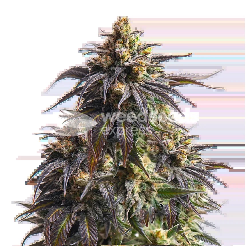 Do-si-Dos Seeds