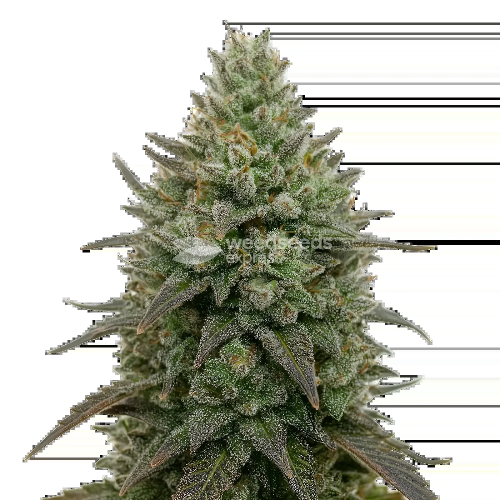 Donny Burger Seeds