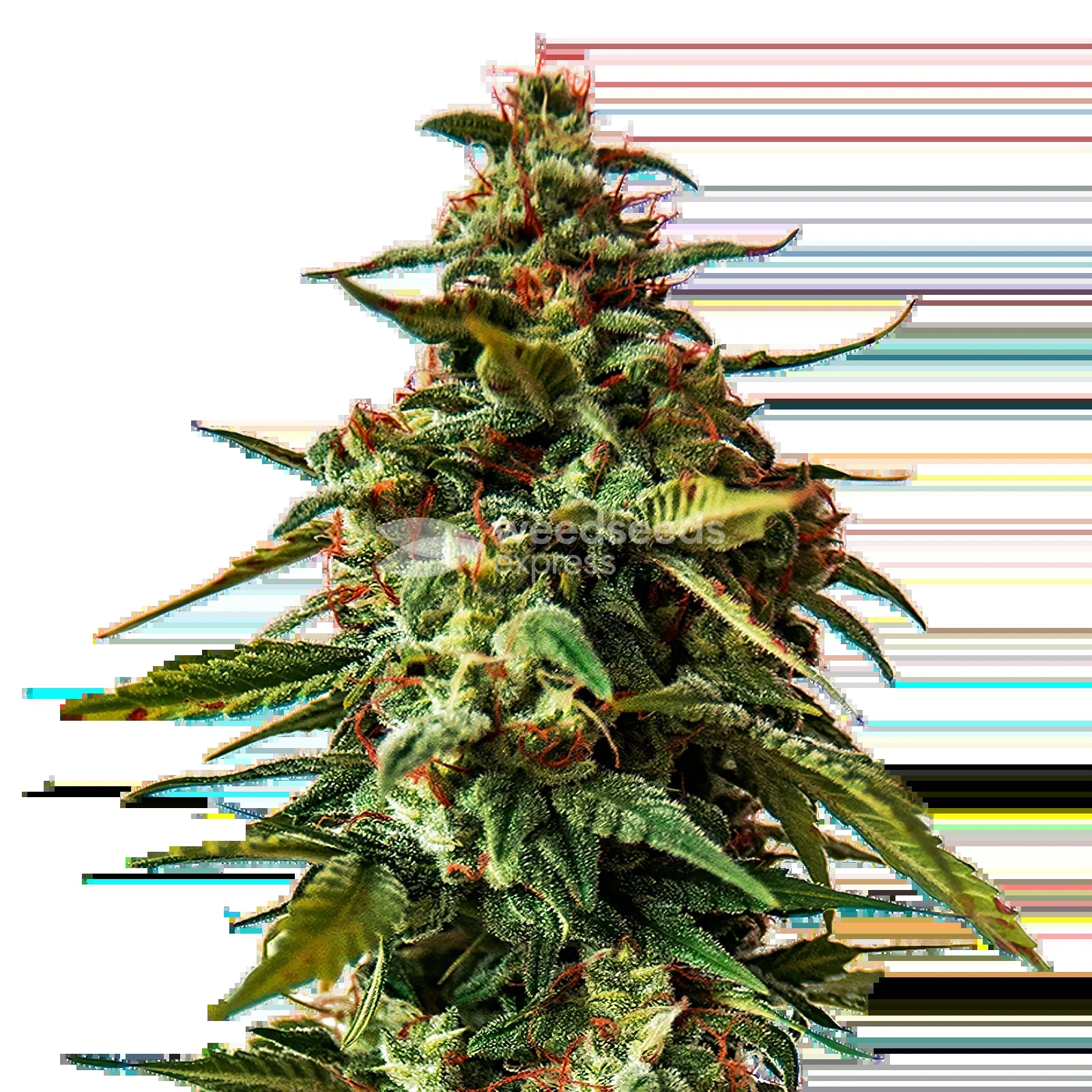Doug's Varin Seeds