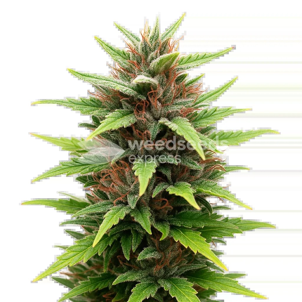 Durban Poison Auto Seeds