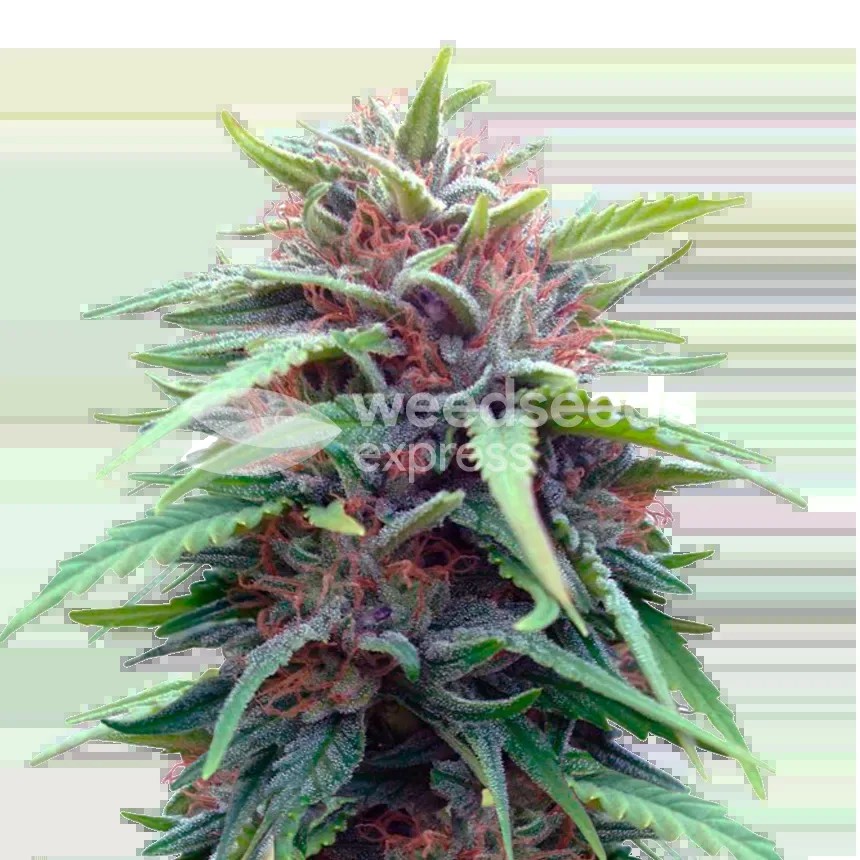 Durban Poison Seeds