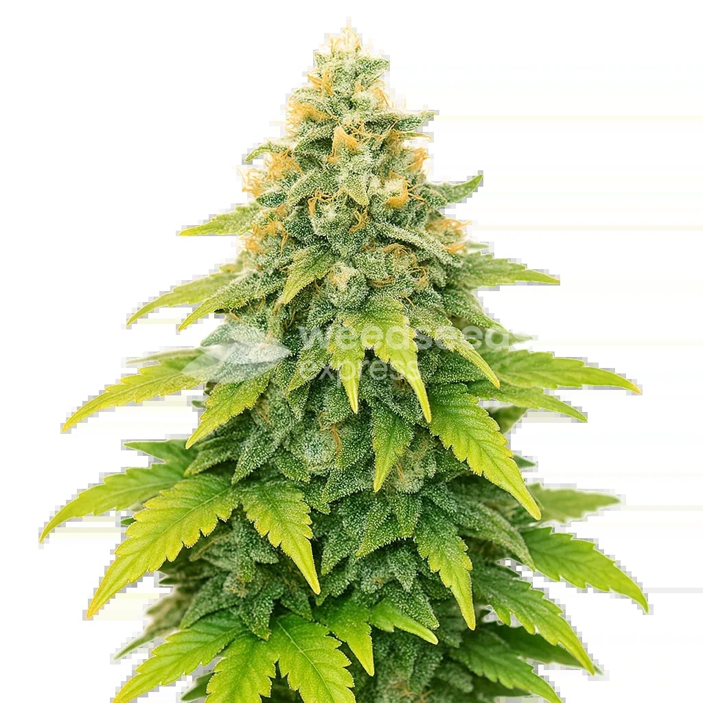 Fat Bastard Auto Seeds