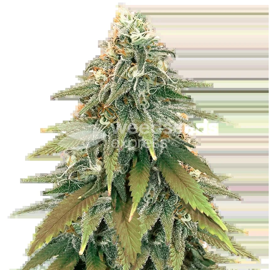 Fat Bastard Seeds