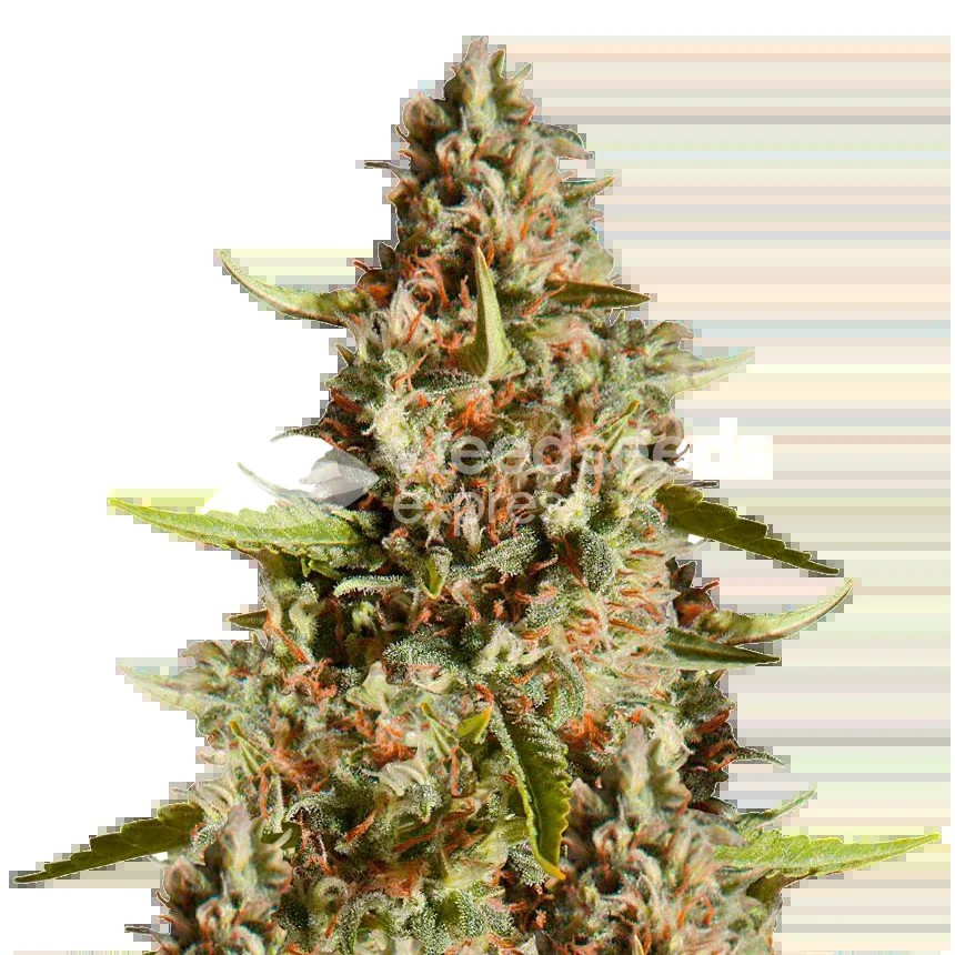 Fire OG Seeds