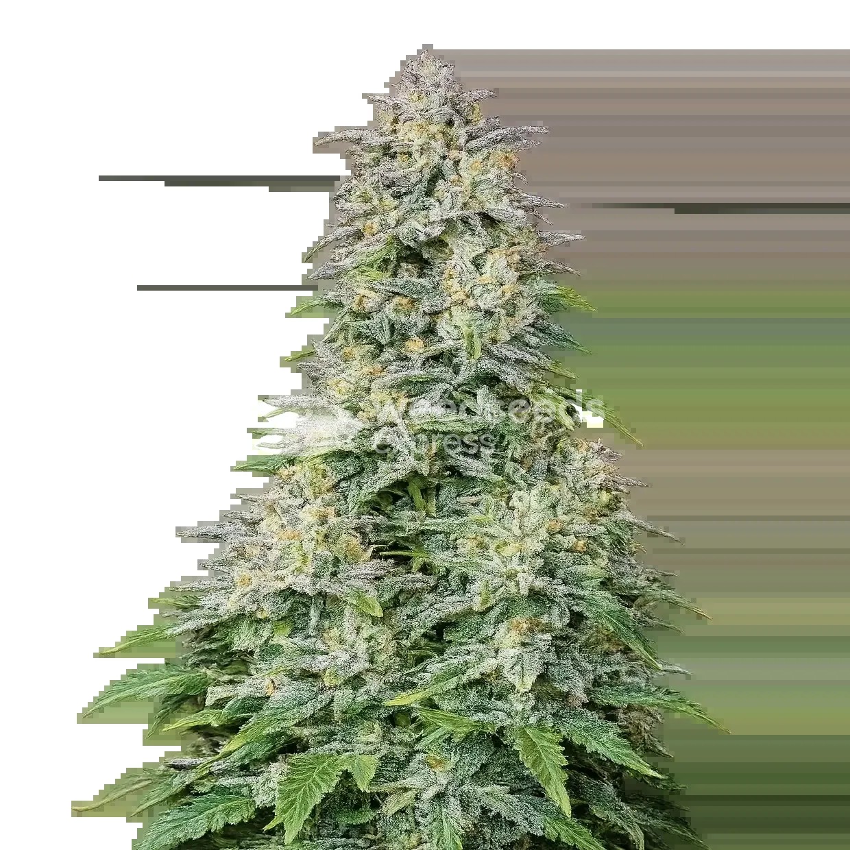 Forbidden Runtz Auto Seeds