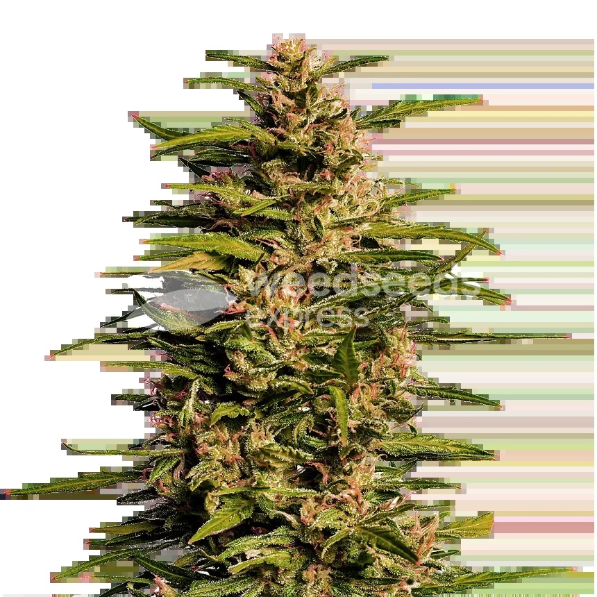 Fruity Pebbles Seeds