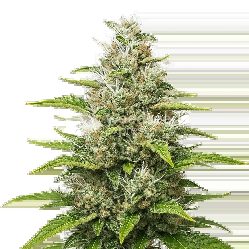 Future #1 Auto Seeds