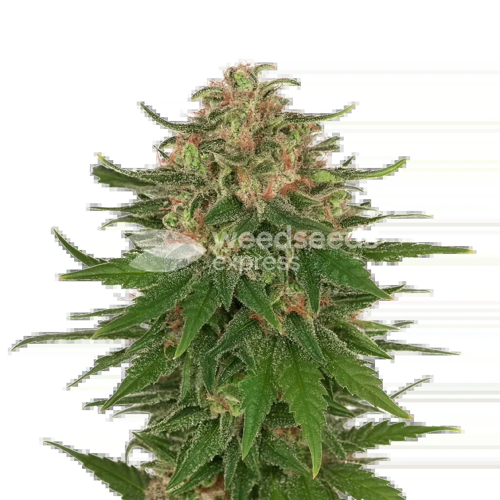 G13 Auto Seeds