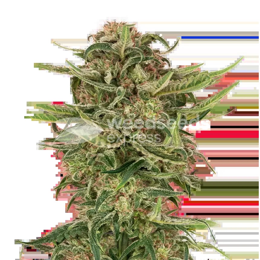 G13 Seeds